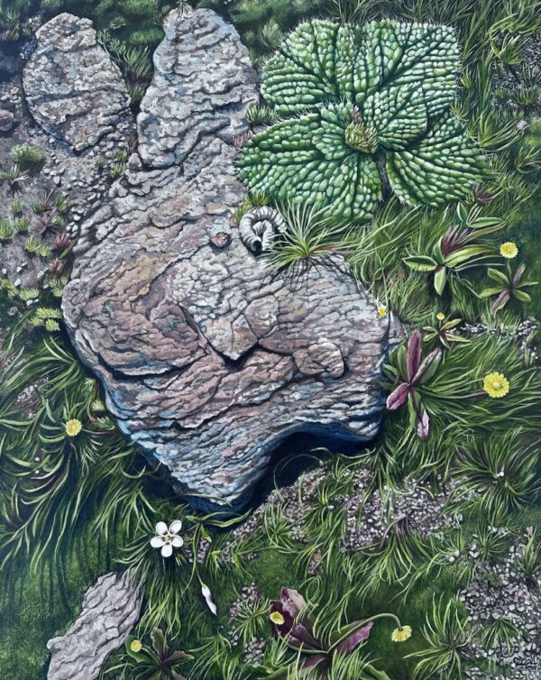 Rocks and Plants